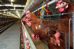 battery cage of Layer Chickens with Multilevel production line conveyor production line of chicken eggs of a poultry farm, Layer Farm housing, Agriculture technological equipment factory