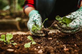 Middle aged Brazilian womans hands harvesting vegetable in her vegetable garden,Belo Horizonte,State of Minas Gerais,Brazil