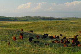 Cattle in pasture