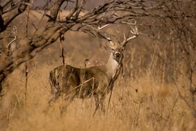 Deer in grass