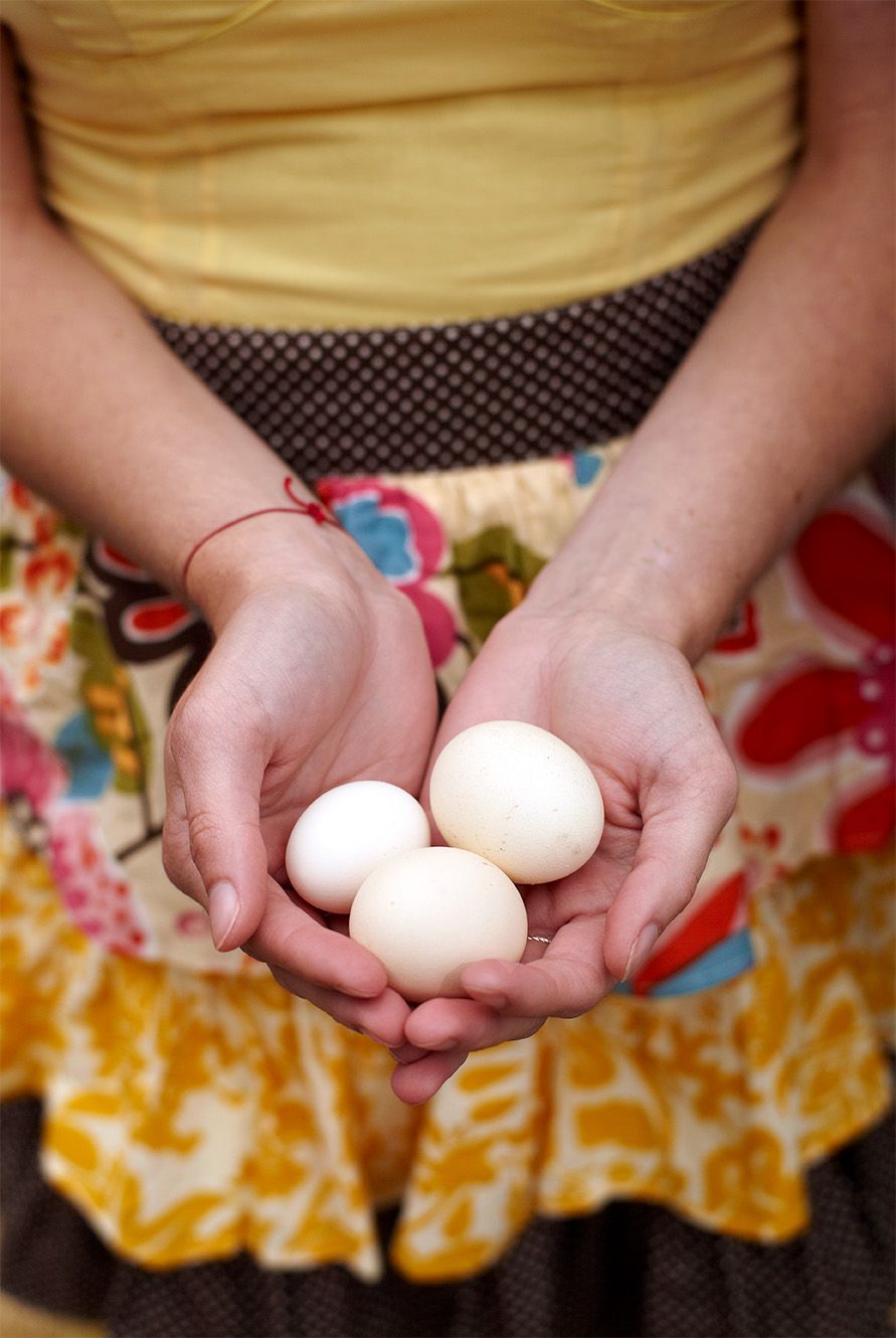 Eggs from the chicken coop