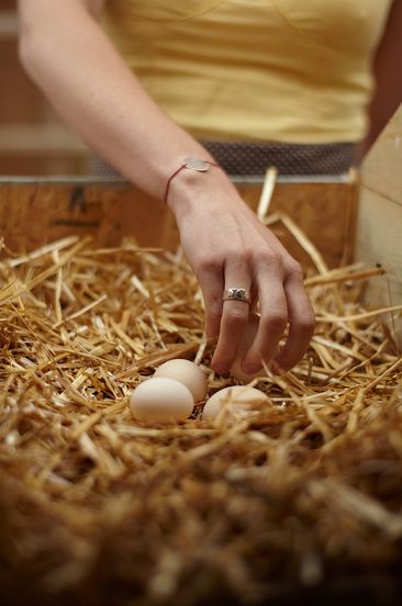 Eggs in a nesting box