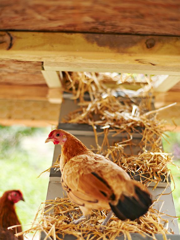 Chickens on the ramp