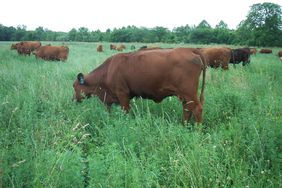 South America Beef Exports Set To Rise