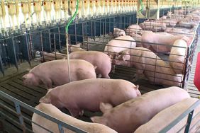 Smithfield Foods sows