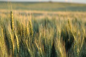 wheat field