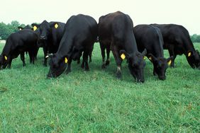 8 Takeaways on How Smart Livestock Farming Can Bridge the Efficiency Gap