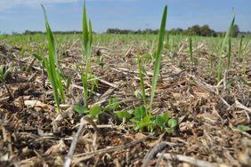 cover crops spiking through ground