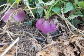 Turnips Cover Crop