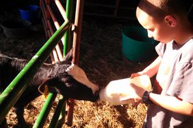 Will Prater feeding bottle calf