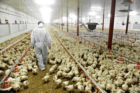 A veterinary walks through a chicken barn.