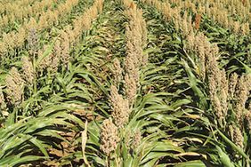 Grain sorghum under center pivot irrigation