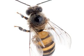 Bee