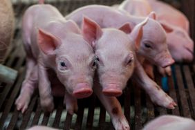 Very small piglets.