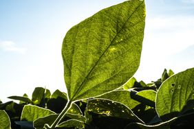 Soybean-Leaf