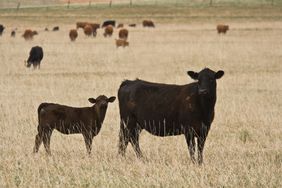 Cow-Calf-2