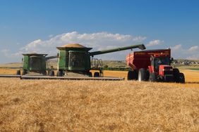 Wheat harvest