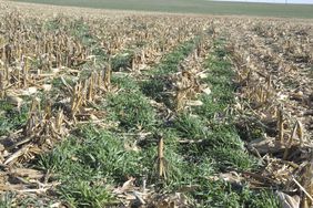 A cornfield with cover crops.