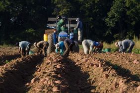 Farm-labor-sweet-potato-farm