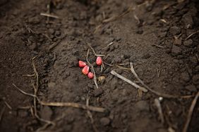 Treated corn seed lying on top of soil