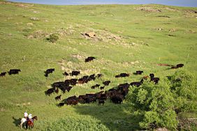 A farmer on a white horse and a farmer on a brown horse herd a group of black calves up a green grassy hill