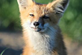 A fox looks right at the camera, sitting in a shaft of sunlight