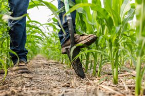 Shovel digging into a corn crop field