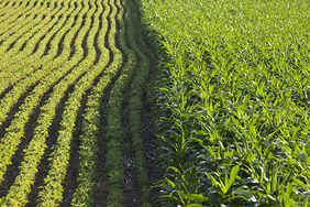 soybean and corn field