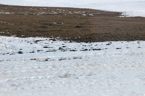 Manure on snow