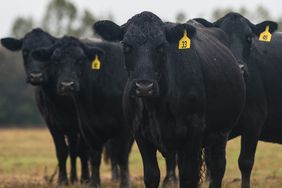 Black cattle in a pasture.