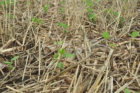 Clover in corn stubble