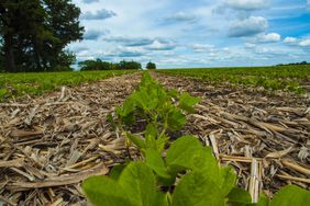 Soybean field