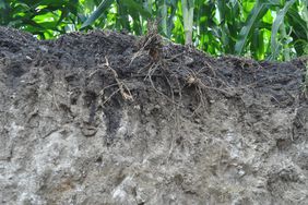 Image of soil layers with plant roots and darker soil at the top and dryer lighter soil at bottom