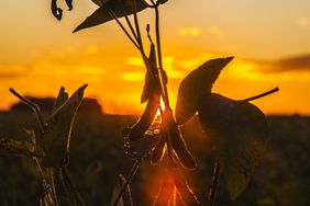 EPA decision on use of dicamba in dicamba-tolerant crops is expected this fall.