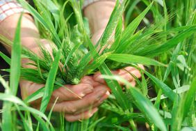 Green wheat in a farmer's hands