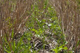 A field of cover crops