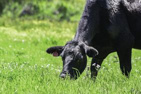 28862_calf