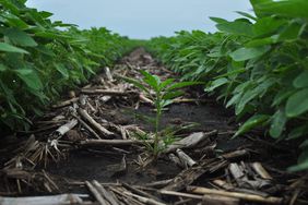 29167_waterhemp