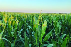 Finish strong with a late-season nitrogen application that may help corn yields