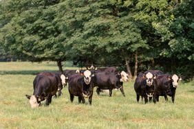 Black cows with white faces graze in a green pasture. 