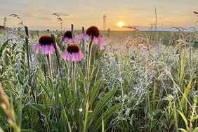 native perennials