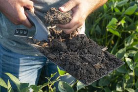 A shovel full of dark soil. 