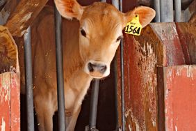 Light brown cow in a stall. 