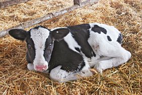 Black and white calf curled up in a bed of straw