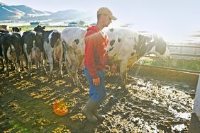 Man in a red hoodie working in a cow pen, among black and white cows. 