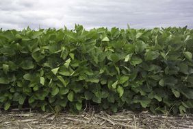 29301_soybeans