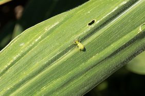 29312_cornrootworm