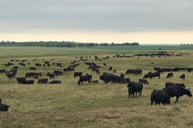 29348_cattle in field