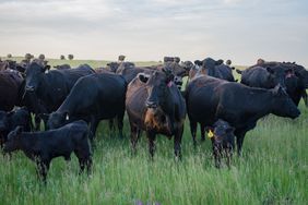 29348_doan cattle