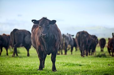 Dark brown cattle grazing